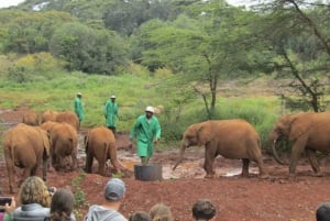 Nairobi: Nationalpark, elefantbørnehjem og girafcenter