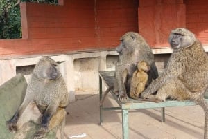 Nairobi: Nationalpark, elefantbørnehjem og girafcenter