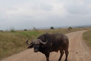 Nairobi: Nationalpark, elefantbørnehjem og girafcenter