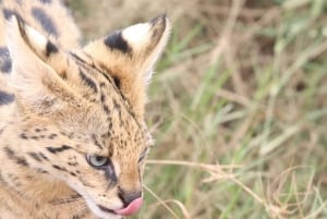 Nairobi: Nationalpark, elefantbørnehjem og girafcenter