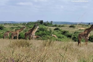 Nairobi: Nationalpark, elefantbørnehjem og girafcenter