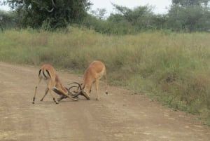 Nairobi: Nationalpark, elefantbørnehjem og girafcenter