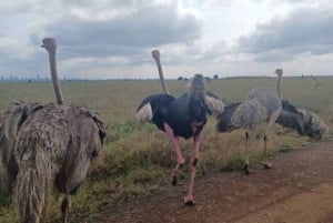 Nairobi: Nationalpark, elefantbørnehjem og girafcenter