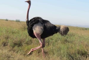 Nairobi: Nationalpark, elefantbørnehjem og girafcenter