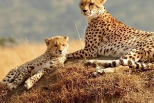 Nairobi: Nationalpark, elefantbørnehjem og girafcenter