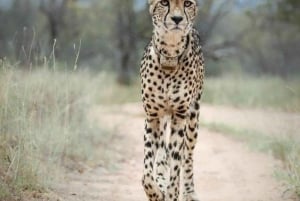 Nairobi: Nationalpark, elefantbørnehjem og girafcenter