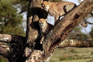 Nairobi: Nationalpark, elefantbørnehjem og girafcenter