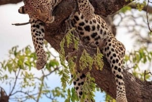 Nairobi: Nationalpark, elefantbørnehjem og girafcenter