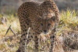 Nairobi: Nationalpark, elefantbørnehjem og girafcenter