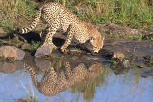 Nairobi: Nationalpark, elefantbørnehjem og girafcenter