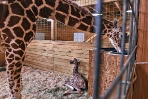 Nairobi: Parque Nacional, Orfanato de Elefantes e Centro de Girafas