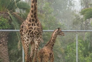 Nairobi: Parque Nacional, Orfanato de Elefantes e Centro de Girafas