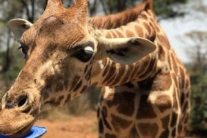 Nairobi: Parque Nacional, Orfanato de Elefantes e Centro de Girafas