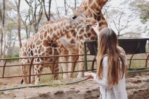 Nairobi: Parque Nacional, Orfanato de Elefantes e Centro de Girafas