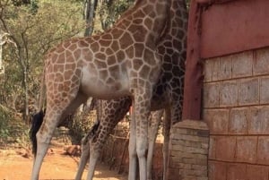 Nairobi: Parque Nacional, Orfanato de Elefantes e Centro de Girafas