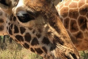 Nairobi: Parque Nacional, Orfanato de Elefantes e Centro de Girafas