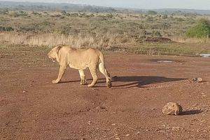 Nairobi: Park Narodowy, Schronisko dla Słoni i Centrum Żyraf