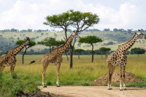 Nairobi: Park Narodowy, Schronisko dla Słoni i Centrum Żyraf