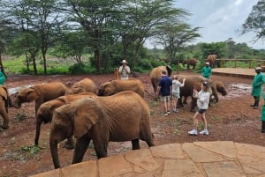 Nairobi: Nationalpark, Elefantenwaisenhaus und Giraffenzentrum