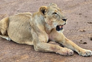 Nairobi: Kansallispuisto ja valinnainen norsu- ja kirahvikeskus