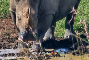 Nairobi: Kansallispuisto ja valinnainen norsu- ja kirahvikeskus