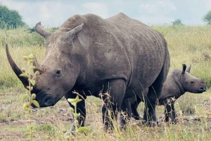 Nairobi: Kansallispuisto ja valinnainen norsu- ja kirahvikeskus