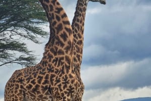 Nairobi: Kansallispuisto ja valinnainen norsu- ja kirahvikeskus