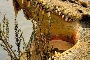 Nairobi: Parque Nacional, Orfanato de Elefantes e Centro de Girafas