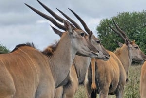 Nairobi: Parque Nacional, Orfanato de Elefantes e Centro de Girafas