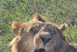 Nairobi: Parque Nacional, Orfanato de Elefantes e Centro de Girafas