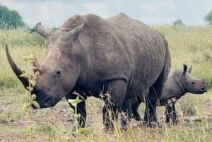 Nairobi: Parque Nacional, Orfanato de Elefantes e Centro de Girafas