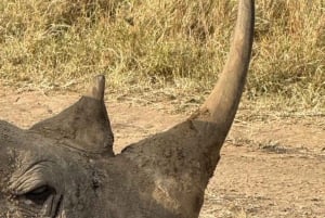 Nairobi: Kansallispuisto ja valinnainen norsu- ja kirahvikeskus
