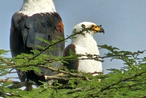 Nairobi: Kansallispuisto ja valinnainen norsu- ja kirahvikeskus