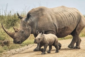 Nairobi: Kansallispuisto ja valinnainen norsu- ja kirahvikeskus