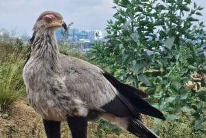 Nairobi: Parque Nacional, Orfanato de Elefantes e Centro de Girafas