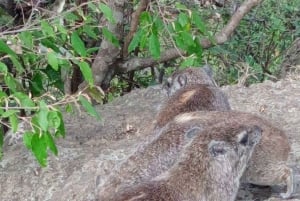 Nairobi: Parque Nacional, Orfanato de Elefantes e Centro de Girafas