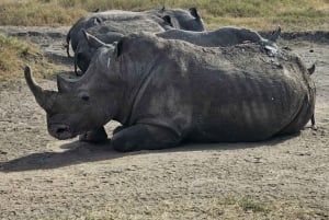 Nairobi: Parque Nacional, Orfanato de Elefantes e Centro de Girafas