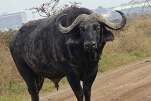 Nairobi: Parque Nacional, Orfanato de Elefantes e Centro de Girafas