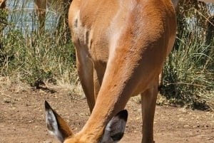 Nairobi: Parque Nacional, Orfanato de Elefantes e Centro de Girafas