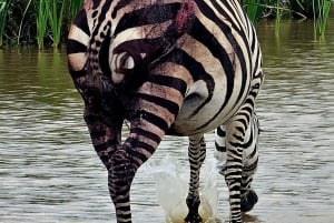 Nairobi: Parque Nacional, Orfanato de Elefantes e Centro de Girafas