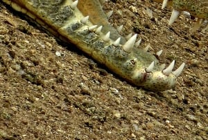 Nairobi: Parque Nacional, Orfanato de Elefantes e Centro de Girafas