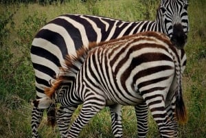 Nairobi: Parque Nacional, Orfanato de Elefantes e Centro de Girafas