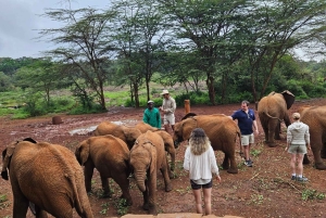 Nairobi: Parco Nazionale, Orfanotrofio degli Elefanti e Centro delle Giraffe
