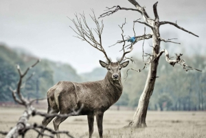 Nairobi: kansallispuisto, norsujen orpokoti ja kirahvikeskus.