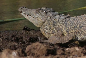 Nairobi: kansallispuisto, norsujen orpokoti ja kirahvikeskus.