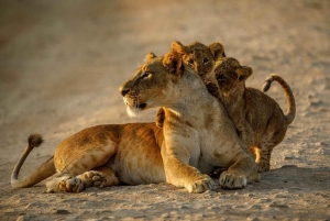 Nairobi: kansallispuisto, norsujen orpokoti ja kirahvikeskus.