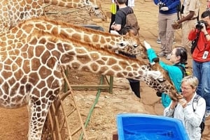 Nairobi: kansallispuisto, norsujen orpokoti ja kirahvikeskus.