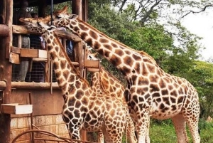 Nairobi: kansallispuisto, norsujen orpokoti ja kirahvikeskus.