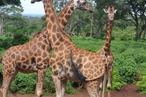 Nairobi: kansallispuisto, norsujen orpokoti ja kirahvikeskus.