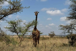 Nairobi: kansallispuisto, norsujen orpokoti ja kirahvikeskus.